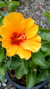 ชบาแคระญี่ปุ่น กระถาง 11 นิ้ว ต้นสวยและแข็งแรง (กทม)