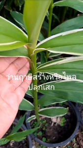 ว่าน ไพล ไพลด่าง ว่านไฟ ไพลปลุกเสก ว่านฤาษีสร้าง Phlai Cassumunar ginger Bengal root ไม้มงคล