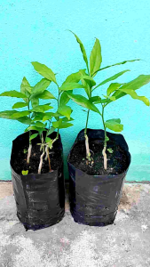 ผักหวานป่า ยอดสีทอง ชุด 2 ถุง ปลูกง่าย ติดเร็ว