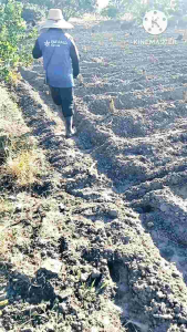 หน่อกล้วยคาเวนดิชพันธุ์แท้100%ซื้อ10ฟรี1