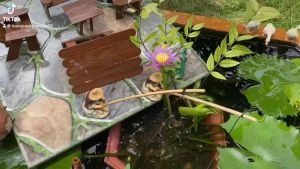 Cây bông súng Mini trang trí hồ thuỷ sinh cá cảnh (cao 10-15cm gồm 3-5 lá không có bông sẵn đầy đủ rễ)