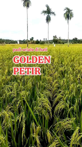BENIH BIBIT PADI SUPER GOLDEN PETIR ORIGINAL KEMASAN 5KG