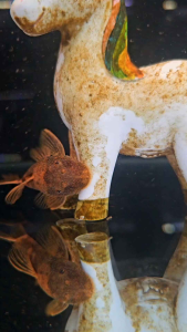 paket 5 pcs sapu² aksesoris hiasan akuarium aquascape