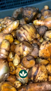 Promo Temulawak segar 1 kg - temulawak fresh