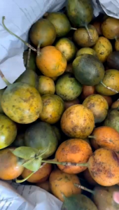 Buah markisa madu 100% manis terlaris 1kg