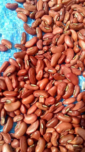 PROMO BENIH ECER KACANG PANJANG SONIA SUPER 100 BIJI