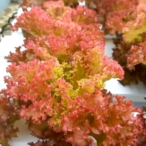 (KEMASAN PREMIUM) BIJI/BENIH SELADA KERITING MERAH