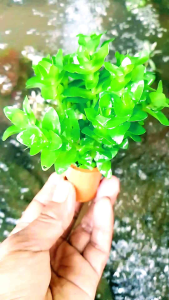 tanaman air aquascape bacopa Carolina media pot tanaman low co2 hiasan aquarium