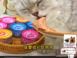 Can Food main food Wet Cat Food Cat Snack Treat Makanan Kucing Basah Premium High Vitamin Tuna Chicken Series 85g