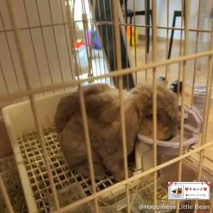 Drinking Water Dispenser Automatic Water Feeder悬挂式宠物饮水器水瓶水壶*猫咪/狗狗/兔兔固定800ml水碗大容量宠物悬挂水碗猫狗兔子固定宠物笼用挂式饮水器喝水器喂水器