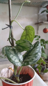 Silver Satin pothos (Scindapsus pictus) is a popular tropical climbing vine known for its matte heart-shaped green leaves decorated with shimmering silver spots or splotches. LIVE plant in black polybag.