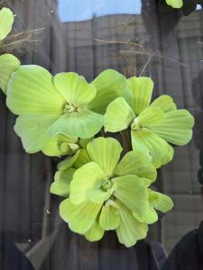 kiambang air SUPER MURAH - 15 pcs ( Large green leaves - Floating aquatic plant - Pond decoration - Water feature - Outdoor garden use)