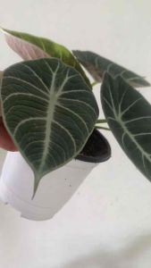 Alocasia Black Velvet