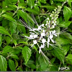 Anak pokok misai kucing樹苗猫须草