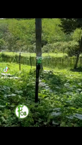 Thailand Sprinkler Green Rotating Sprinkler Threaded sprinkler NICS 50 nos/100 nos.