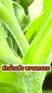 เมล็ดพันธุ์ผักน้ำแข็ง ผักเกล็ดหิมะ 400เมล็ด ซองใหญ่ พร้อมจัดส่ง