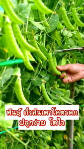 20 มล็ดพันธุ์ถั่วลันเตา พร้อมส่ง - เมล็ดส่วนผสม 20 เมล็ด ซองใหญ่