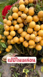 เมล็ดพันธุ์เปปิโนเมล่อน 50เมล็ด ซองใหญ่ พร้อมจัดส่ง