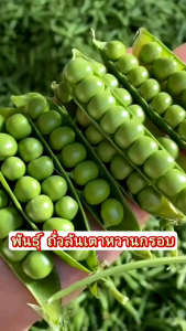 พันธุ์ถั่วลันเตาหวาน 30เมล็ด ซองใหญ่ ฝักดกหวานกรอบ