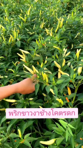 พันธุ์พริกขาวงาช้าง 100เมล็ด ซองใหญ่ เม็ดดกมากก