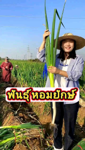 พันธุ์หอมยักษ์ 200เมล็ด ต้นอวบใหญ่มาก ปลูกง่ายโตไว