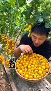 ขายพันธุ์มะเขือเทศเหลืองดก 200เมล็ด 🍋 สีซองใหญ่ พร้อมส่ง | ราคาถูกต้อง