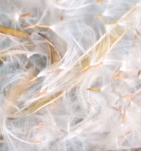 20 BUTIR BIJI/BENIH ANTING PUTRI ( BAHAN BONSAI )