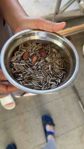 African Mix Bird Seeds: A Comprehensive Guide