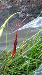 ว่านสามพี่น้องดีสุด ส่งขุดละ1 ต้นหรือหัว พืชชนิดหัวไม้โขดต้นไม้จิ๋ว