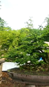 penumbuh akar tanaman stek / Pupuk cair bonsai / Pupuk bonsai terbaik / Obat bonsai / akar bonsai