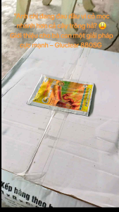 5 gói Thuốc diệt cỏ Gluclear 880SC (glufosinate) gói 35gr quản lí cỏ dại tiêu diệt cỏ tận gốc khôn tồn dư trong đất an toàn cho cây. sản phâm duy nhất tại Việt Nam. Lưu dẫn mạnh diệt trừ các loại cỏ khó trị