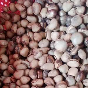 biji terep asli isi 100 pcs bisa cod