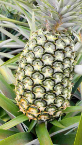 หน่อสับปะรด สายน้ำผึ้ง 50 หน่อ ใหญ่อวบ ติดราก