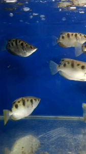 Banded Archer Fish/Ornamental fish/Freshwater/Readystock