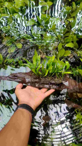 kadaka/Java fern media kayu rentek