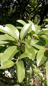 Jual Daun Sao Segar & Obat Herbal Alami Tradisional Readystok Siap Kirim