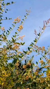 เทียนกิ่งแดง ต้นสูง 80-90 เซนติเมตร ต้นสวยและแข็งแรง (กทม)