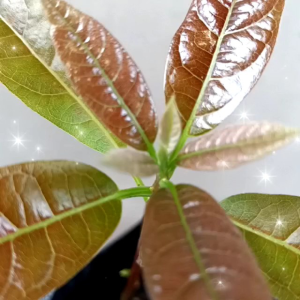 Avocado Live Plant Seedling ‼️Not Seeds ✅ Halaman Mismo