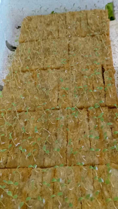 benih selada f2 caifera 1grm benih selada import indukan