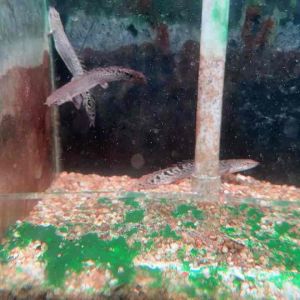 🔥CKH Aquatic🔥 Bichiir Delhezi 4”