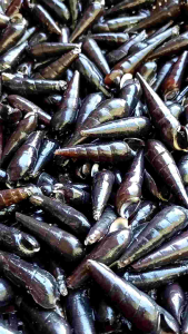 susuh laut /Tutut laut segar 1 kg