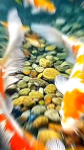 PSB (photosynthetic bacteria) 500ML