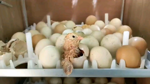 ฟักไข่ไก่ - เครื่องฟักไข่ไก่ 84 ฟอง อัตโนมัติ