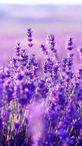 Parfum Pria Original Mambo Claiborne for Men