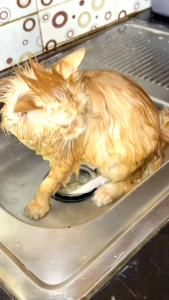 HANDUK MANDI GROOMING KUCING MOTIF EMBOS 30 X 60