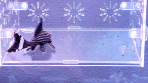L190 Pleco | Royal pleco | Panaque nigrolineatus | Live animal