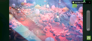 Thuoc ÚM GIA CẦM - Chứa 2 Vắ.c Xi.n Trong 1 Bịt Úm: Ngừa Benh Đường Hô Hấp - Tiêu Hóa Trên Gà Vịt Con Gà Đá Ngan Ngổng Chim Con Gia Cầm Thủy Cầm Của Công Ty NANOVET PHARMA VIỆT NAM