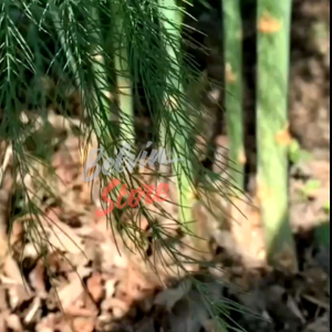 (-+50 butir) Benih tanaman asparagus washington  import [kemasan pabrik]