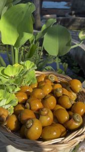 หอยเชอร์รี่สีทอง พ่อแม่พันธ์ุไข่ดีไข่ดก