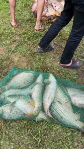 Cám Chép - Mồi câu cá chép - Mồi câu tổng hợp